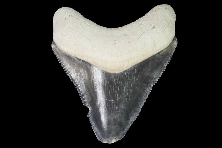 Serrated, Bone Valley Megalodon Tooth - Florida #99838